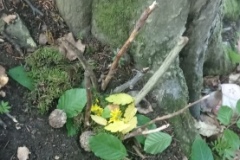 IMG_20210627_162645