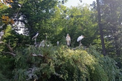 IMG_20210611_090823
